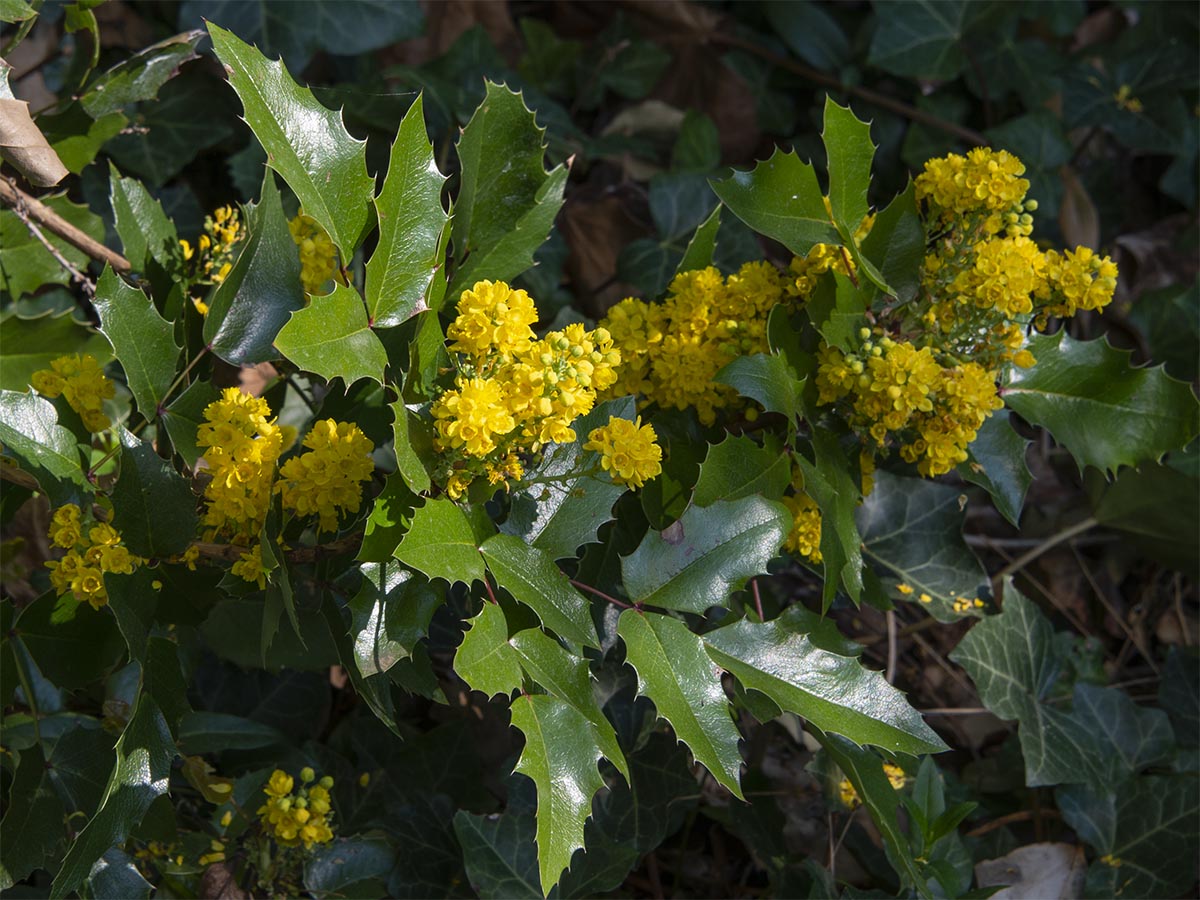 Mahonia aquifolium